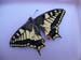 machaon