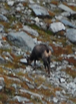 Randonnée Alpes, chamois